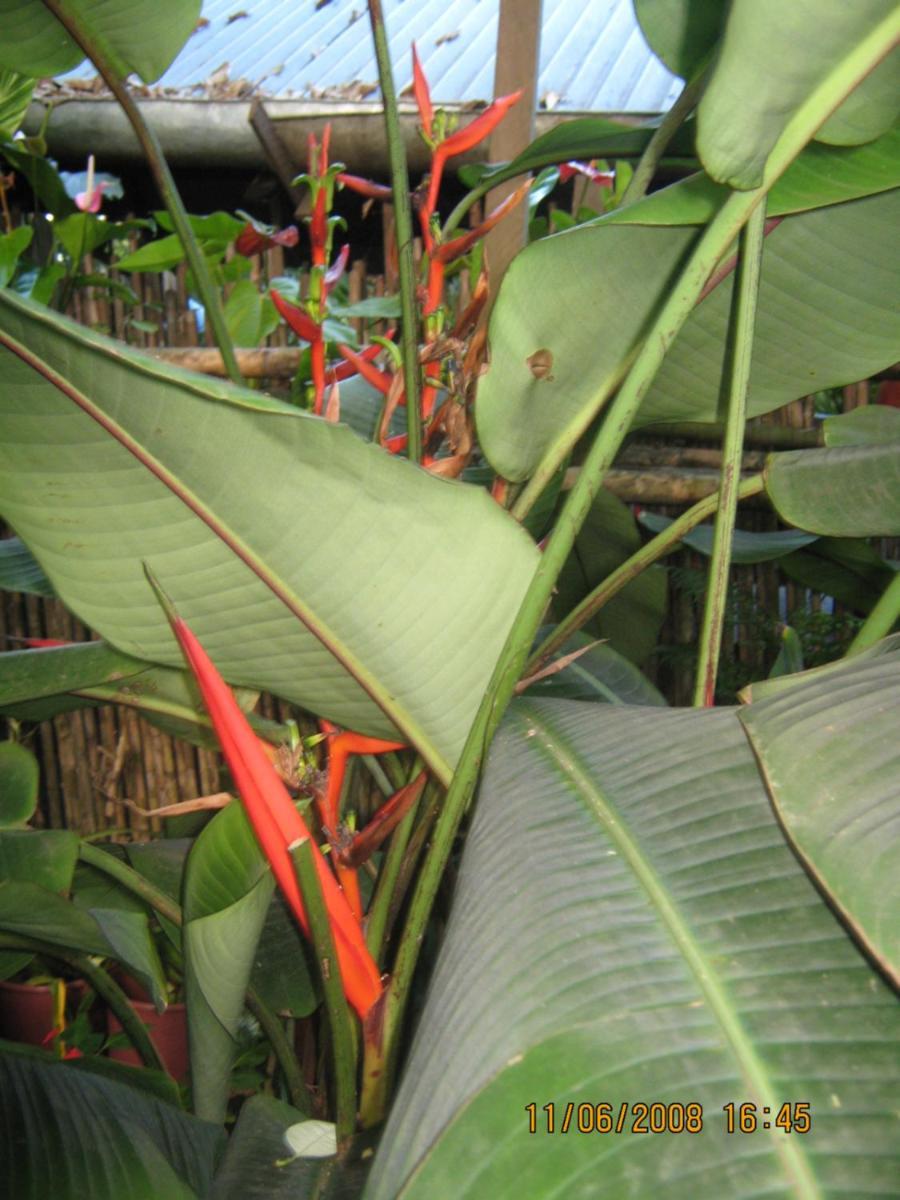 Casa De Palos Boutique Tarapoto Eksteriør bilde